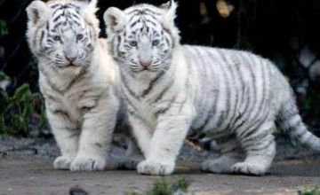 Baby White Tiger