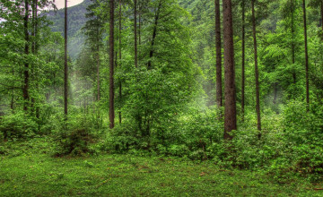 Background Forest