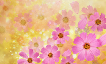 Backgrounds Images Flowers