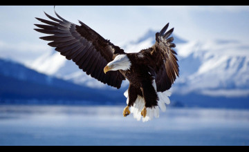 Bald Eagle Wallpapers High Resolution