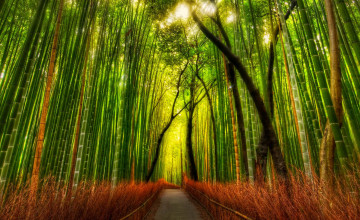 Bamboo Desktop Wallpapers