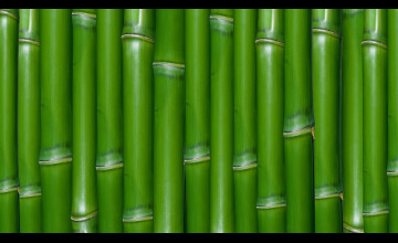 Bamboo Pictures
