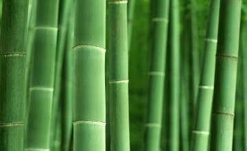 Bamboo Print Wallpapers Designs