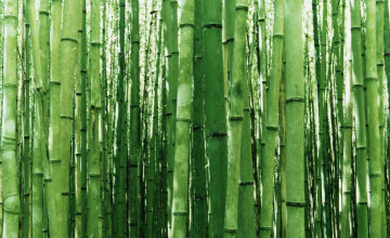 Bamboo Print Wallpapers