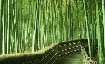Bamboo HD