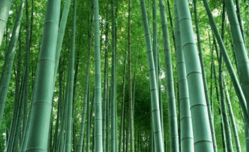 Bamboo Tropical