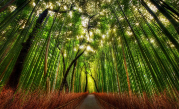 Bamboo Wallpapers