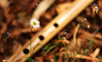 Bansuri Backgrounds