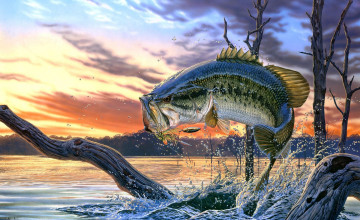 Bass Fishing Pictures Wallpapers