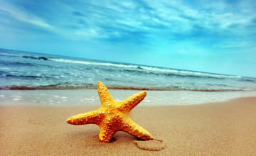 Beach and Starfish