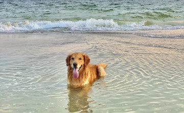 Beach Dogs Wallpapers
