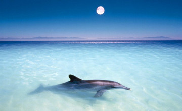 Beach Dolphin