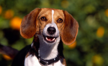 Beagle Pictures Wallpapers