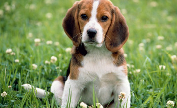 Beagle Puppies Wallpapers
