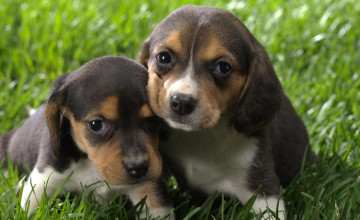 Beagle Puppy Wallpapers