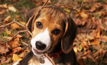 Beagle Wallpapers