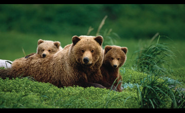 Bear Wallpapers