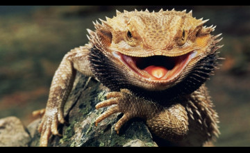 Bearded Dragon Wallpapers Free
