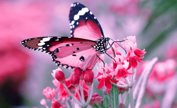 Beautiful Butterfly Desktop