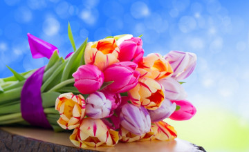 Beautiful Colorful Flowers Wallpapers