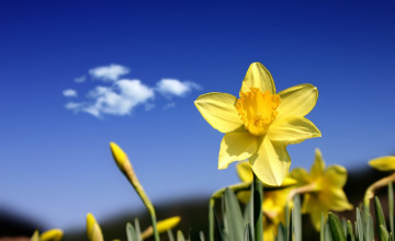 Beautiful Daffodils for Computer
