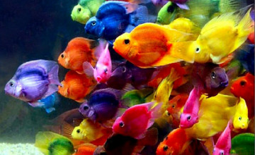 Beautiful Fish Wallpapers