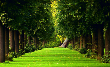 Beautiful Green Forest Wallpapers