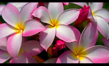 Beautiful Hawaiian Flowers Wallpapers Images