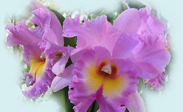 Beautiful Orchids Wallpapers