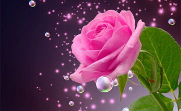 Beautiful Pictures of Roses Wallpaper