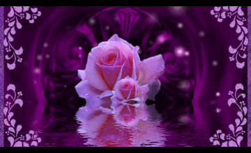 Beautiful Purple Roses Wallpapers