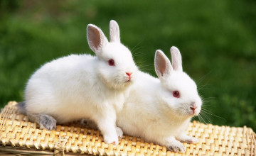 Beautiful Rabbits