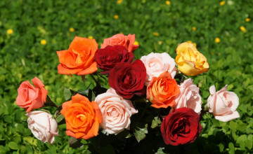 Beautiful Roses Pictures
