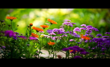 Beautiful Summer Flower Desktop