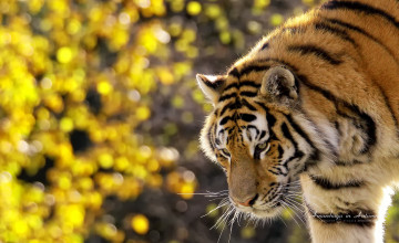 Beautiful Tiger Desktop