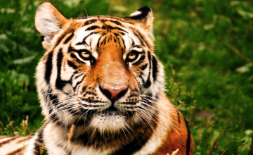 Beautiful Tigers
