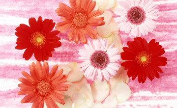 Beautiful Wallpapers of Flowers