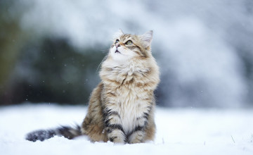 Beautiful Winter Animal