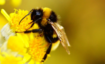 Bee Wallpapers