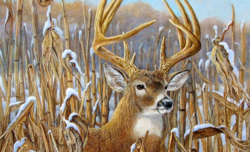 Deer Mullet HD phone wallpaper  Pxfuel