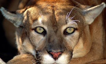 Big Cat Pictures for Wallpapers