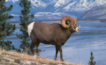 Bighorn Sheep for Computer