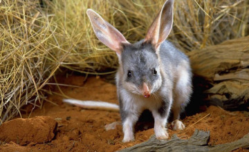 Bilby Wallpapers