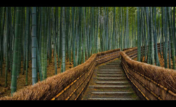 Bing Bamboo Wallpapers