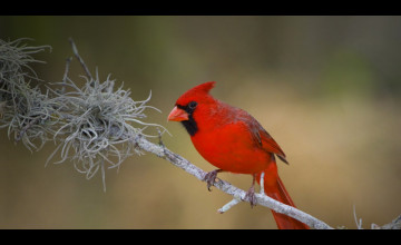 Bing Cardinal