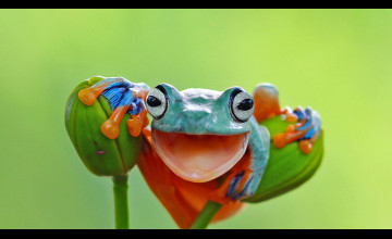 Bing Frog Wallpapers