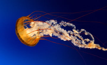 Bing Jellyfish Wallpaper