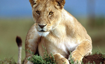 Bing Lioness