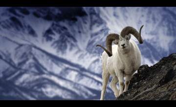 Bing Mountain Goat Wallpaper