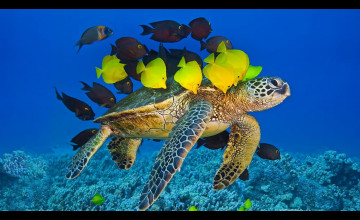 Bing Sea Turtle